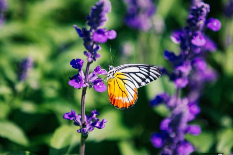 Piante perenni resistenti alla siccità:16 scelte a bassa manutenzione per un giardino fiorente 