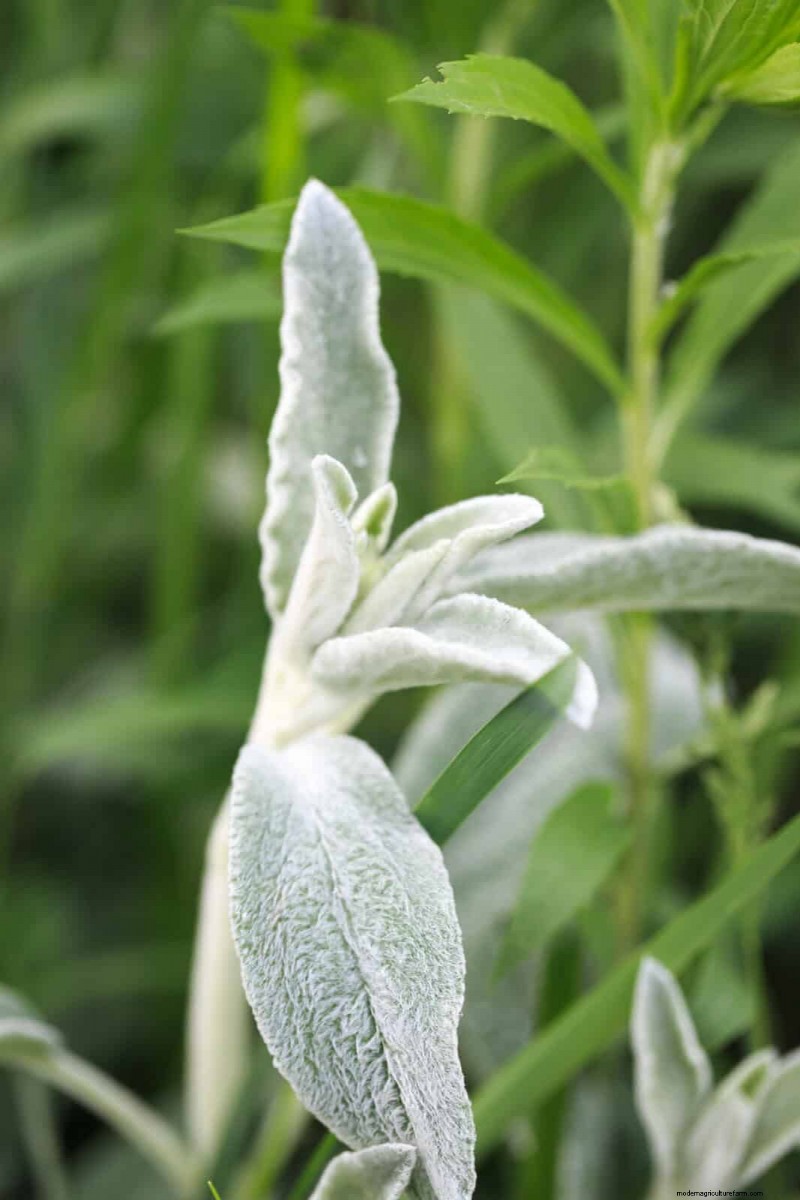 Piante perenni resistenti alla siccità:16 scelte a bassa manutenzione per un giardino fiorente 