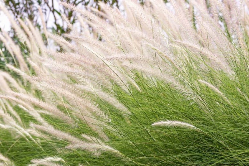 Piante perenni resistenti alla siccità:16 scelte a bassa manutenzione per un giardino fiorente 