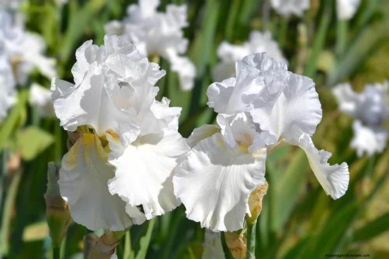 Piante perenni resistenti alla siccità:16 scelte a bassa manutenzione per un giardino fiorente 