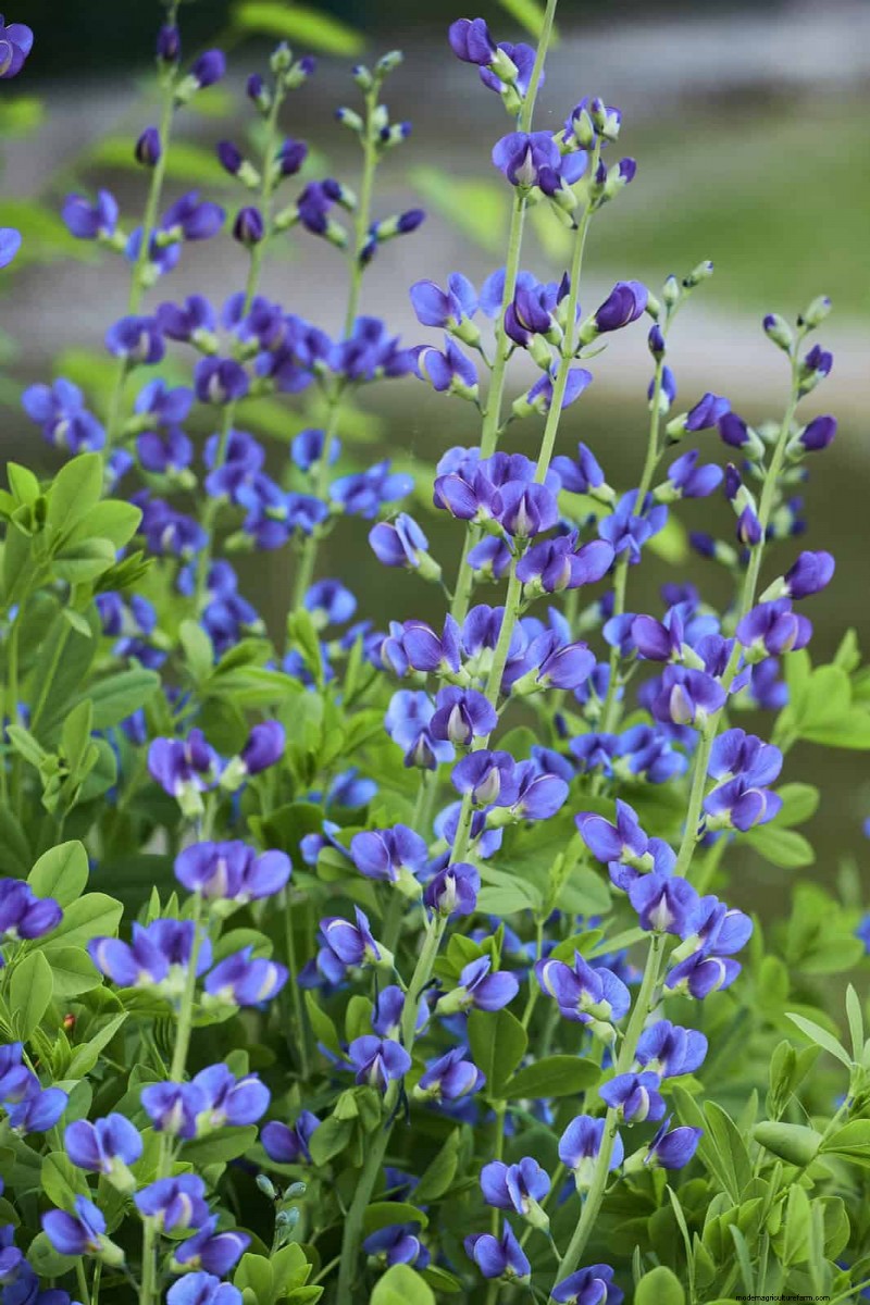Piante perenni resistenti alla siccità:16 scelte a bassa manutenzione per un giardino fiorente 