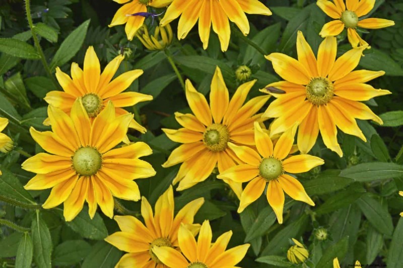 Piante perenni resistenti alla siccità:16 scelte a bassa manutenzione per un giardino fiorente 