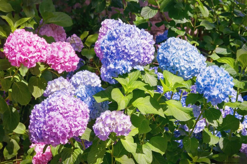 Veranderende hortensiakleuren in juli:een tuinmangids 