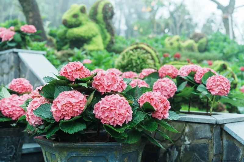 Veranderende hortensiakleuren in juli:een tuinmangids 
