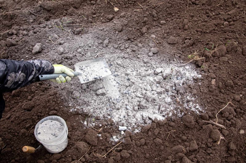 Veranderende hortensiakleuren in juli:een tuinmangids 