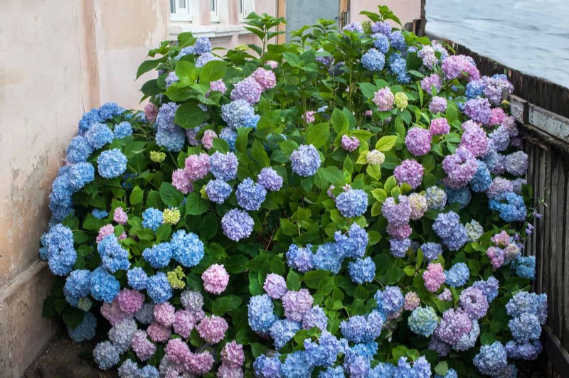 Veranderende hortensiakleuren in juli:een tuinmangids 