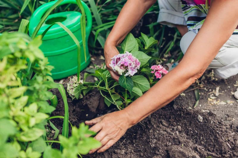 Veranderende hortensiakleuren in juli:een tuinmangids 