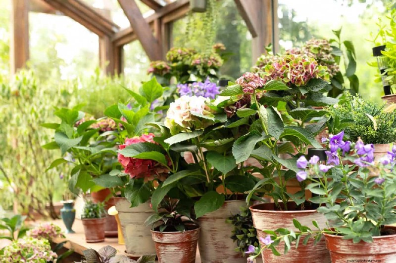 Veranderende hortensiakleuren in juli:een tuinmangids 