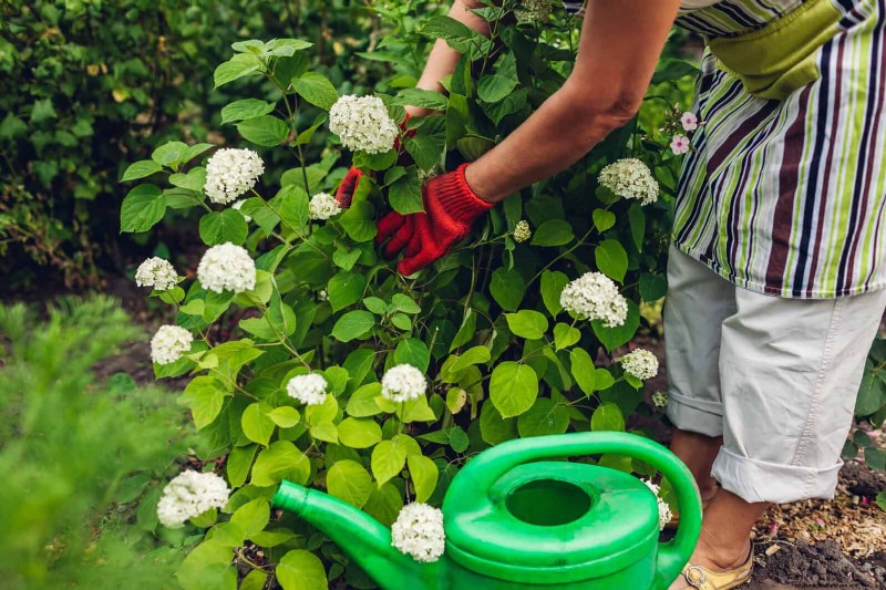 Veranderende hortensiakleuren in juli:een tuinmangids 