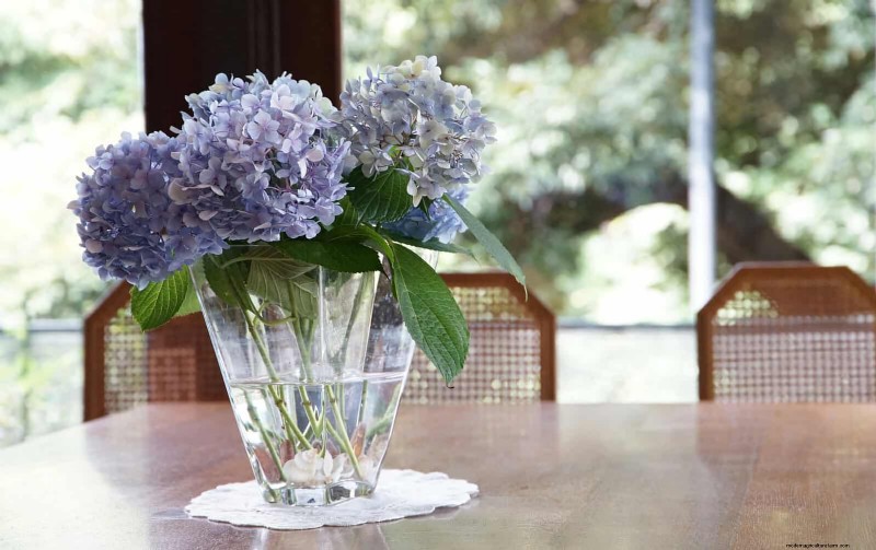 Veranderende hortensiakleuren in juli:een tuinmangids 