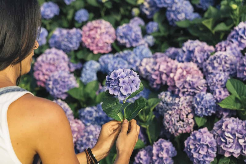 Veranderende hortensiakleuren in juli:een tuinmangids 