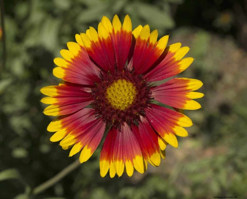 Kweek Yellowstone-wilde bloemen:breng parkschoonheid naar uw tuin 