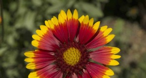 Kweek Yellowstone-wilde bloemen:breng parkschoonheid naar uw tuin 