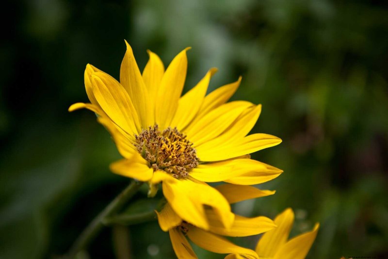 Kweek Yellowstone-wilde bloemen:breng parkschoonheid naar uw tuin 