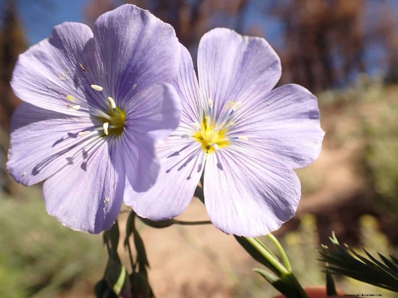 Kweek Yellowstone-wilde bloemen:breng parkschoonheid naar uw tuin 