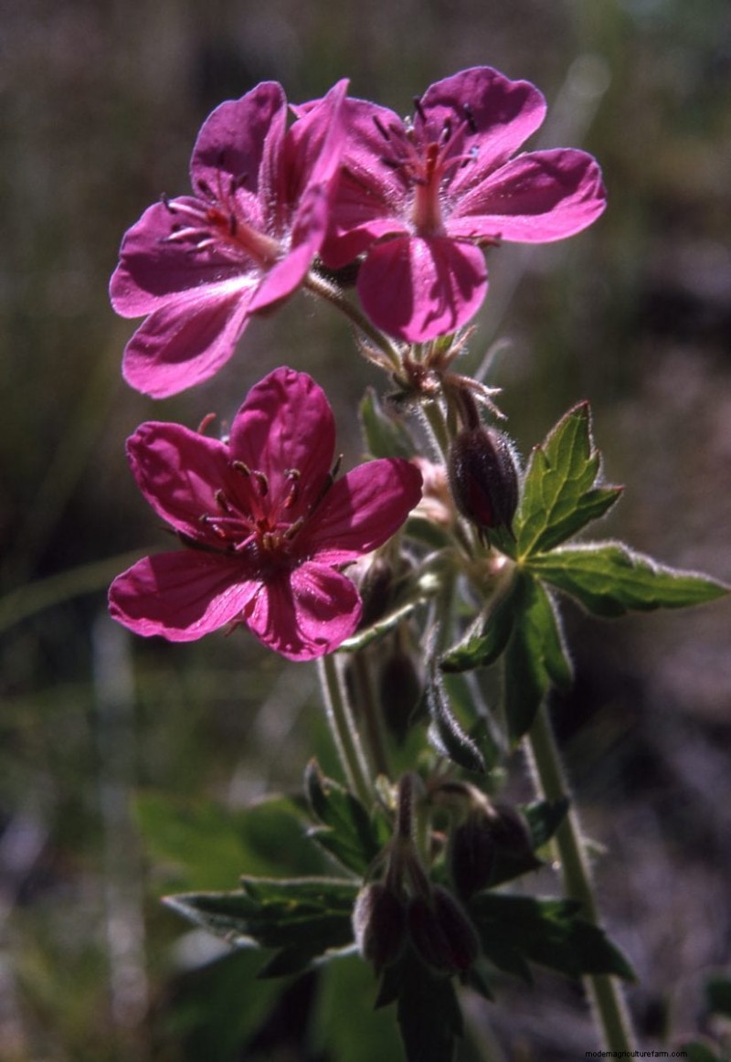 Kweek Yellowstone-wilde bloemen:breng parkschoonheid naar uw tuin 