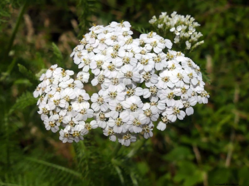 Kweek Yellowstone-wilde bloemen:breng parkschoonheid naar uw tuin 