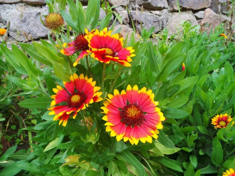 Kweek Yellowstone-wilde bloemen:breng parkschoonheid naar uw tuin 
