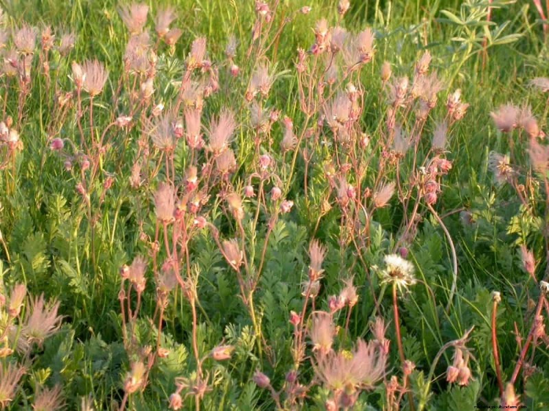 Kweek Yellowstone-wilde bloemen:breng parkschoonheid naar uw tuin 