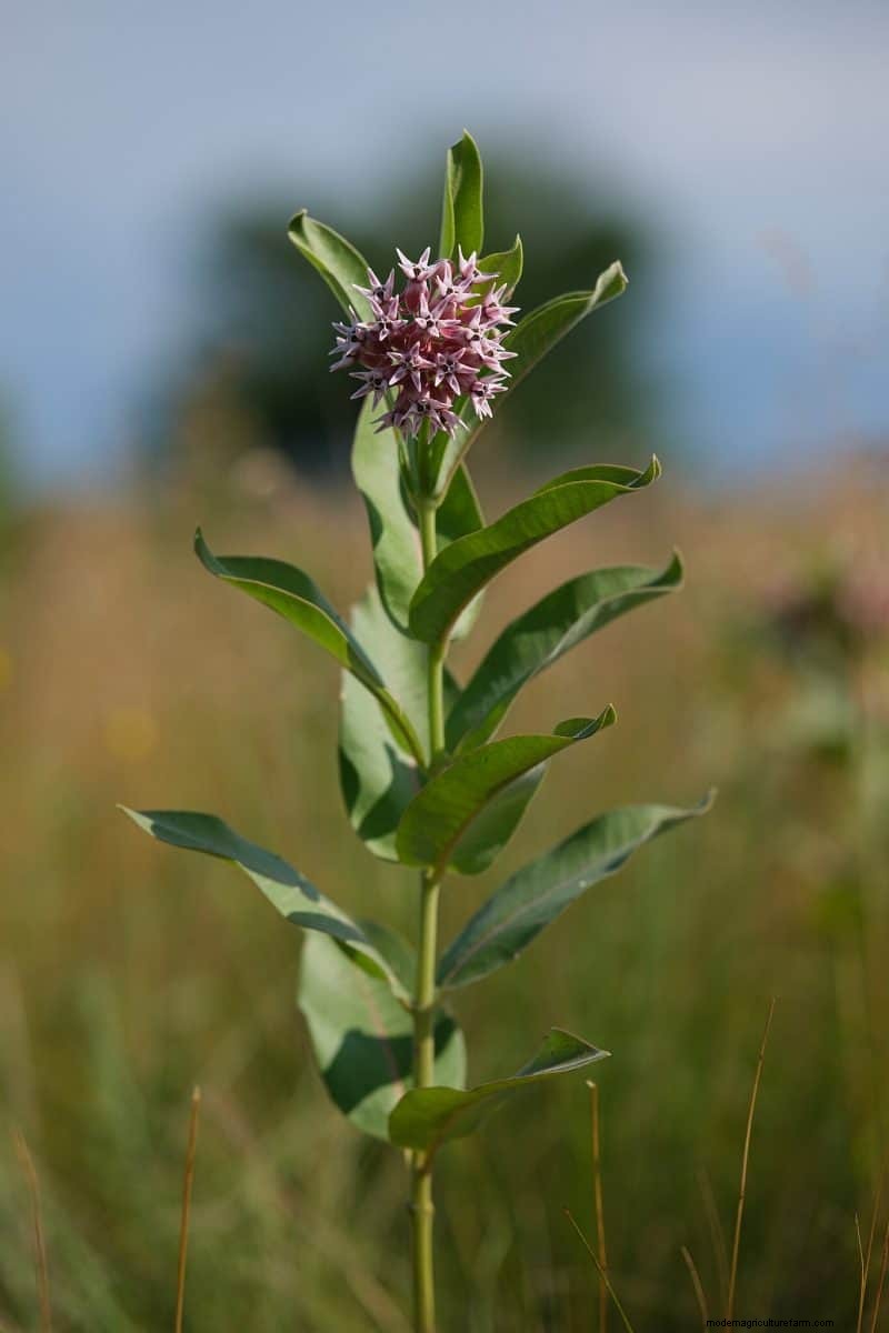 Kweek Yellowstone-wilde bloemen:breng parkschoonheid naar uw tuin 