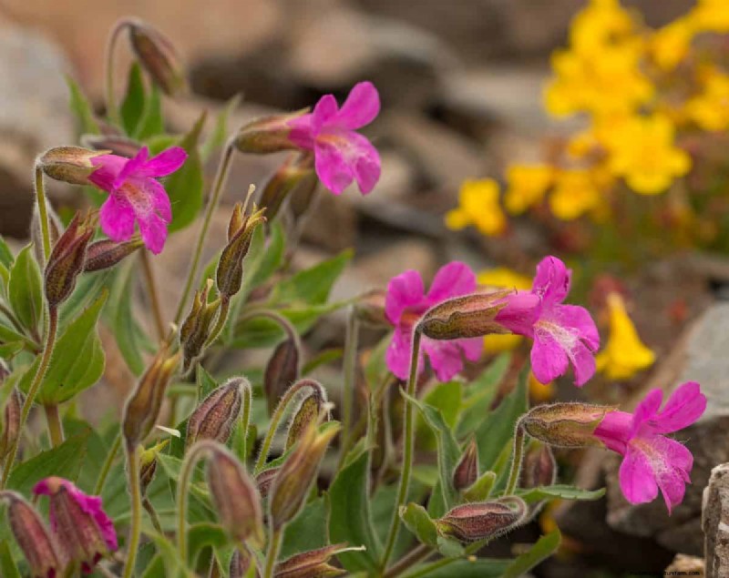 Kweek Yellowstone-wilde bloemen:breng parkschoonheid naar uw tuin 