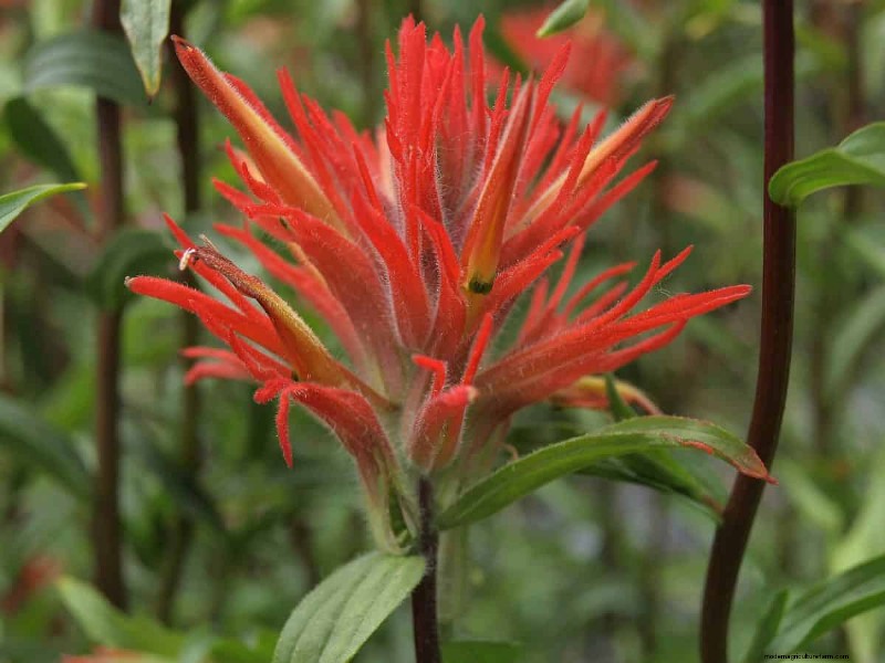 Kweek Yellowstone-wilde bloemen:breng parkschoonheid naar uw tuin 