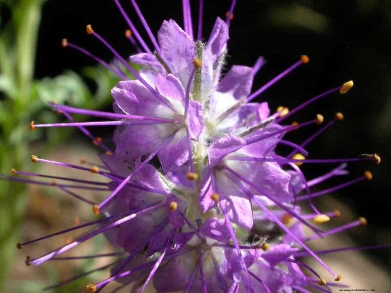 Kweek Yellowstone-wilde bloemen:breng parkschoonheid naar uw tuin 