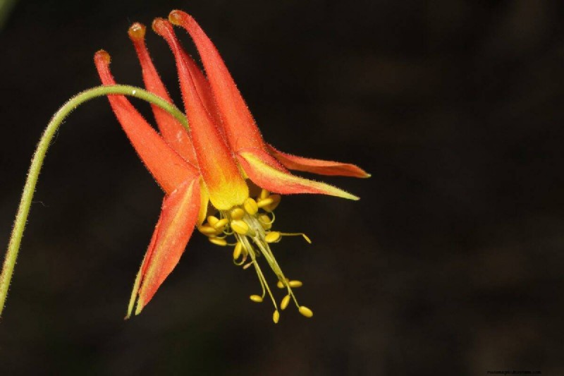 Kweek Yellowstone-wilde bloemen:breng parkschoonheid naar uw tuin 
