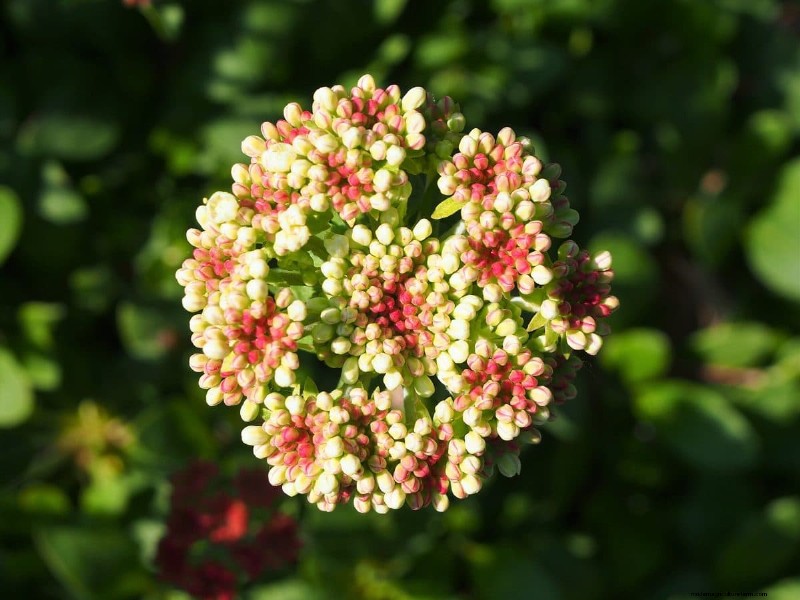 Kweek Yellowstone-wilde bloemen:breng parkschoonheid naar uw tuin 