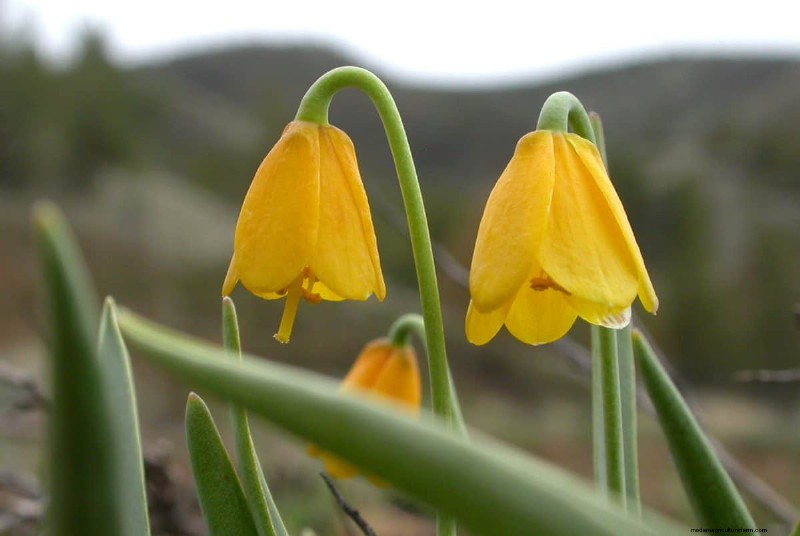 Kweek Yellowstone-wilde bloemen:breng parkschoonheid naar uw tuin 