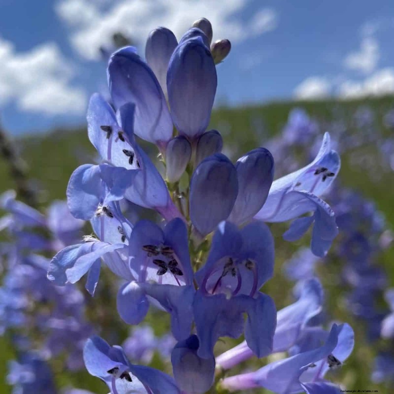 Kweek Yellowstone-wilde bloemen:breng parkschoonheid naar uw tuin 