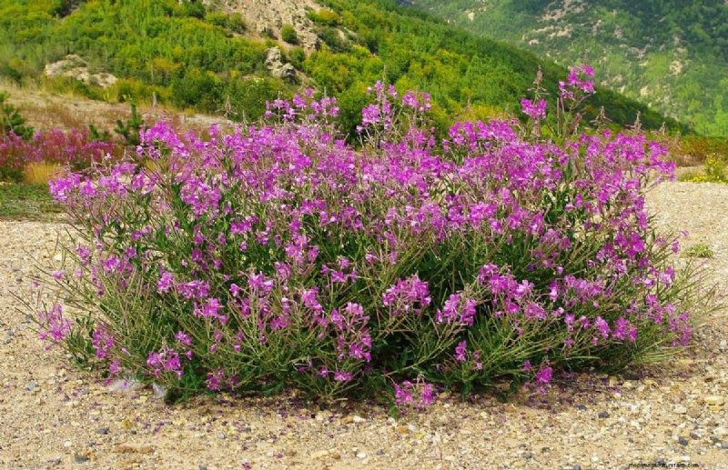 Kweek Yellowstone-wilde bloemen:breng parkschoonheid naar uw tuin 
