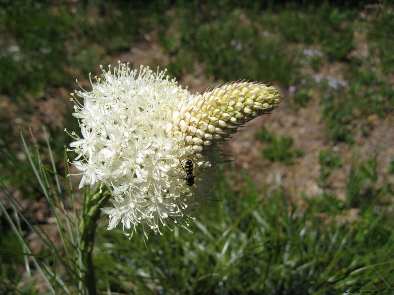 Kweek Yellowstone-wilde bloemen:breng parkschoonheid naar uw tuin 