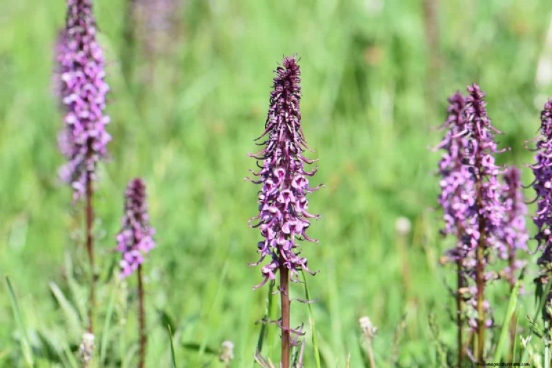 Kweek Yellowstone-wilde bloemen:breng parkschoonheid naar uw tuin 