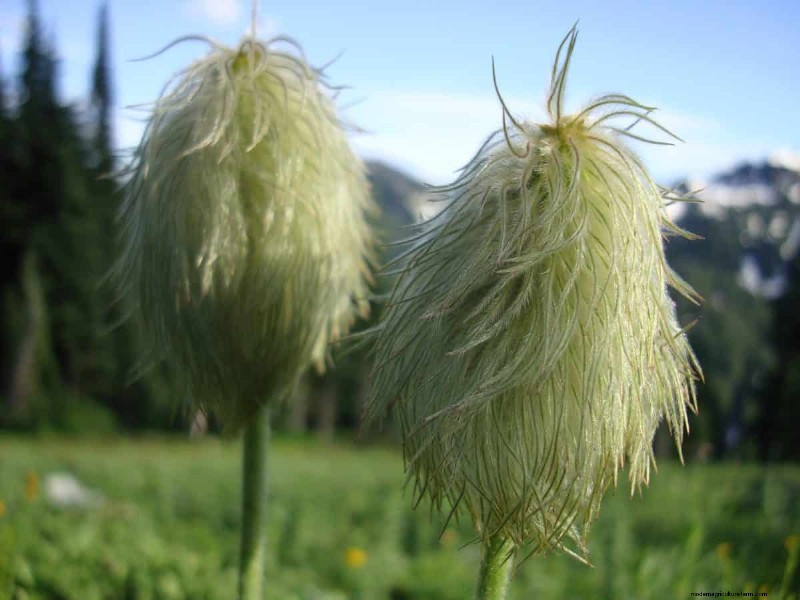 Kweek Yellowstone-wilde bloemen:breng parkschoonheid naar uw tuin 