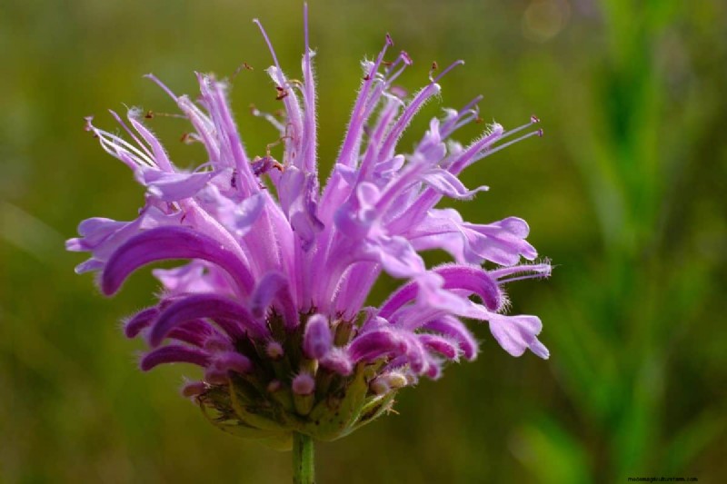 Kweek Yellowstone-wilde bloemen:breng parkschoonheid naar uw tuin 
