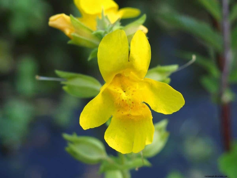 Kweek Yellowstone-wilde bloemen:breng parkschoonheid naar uw tuin 