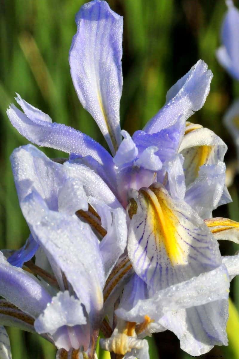 Kweek Yellowstone-wilde bloemen:breng parkschoonheid naar uw tuin 