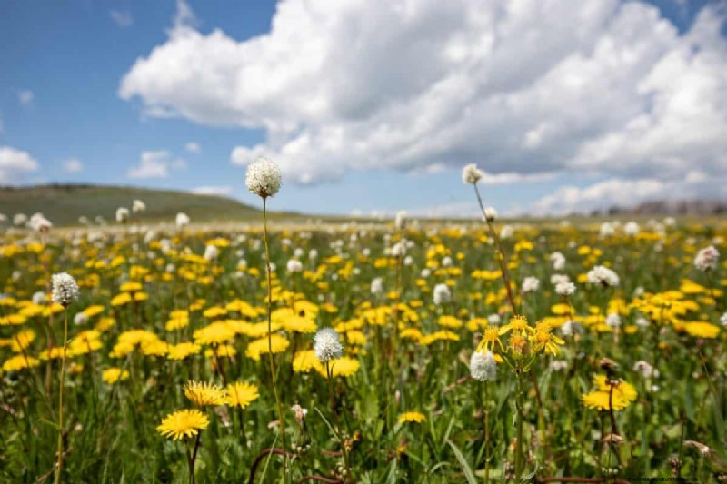 Kweek Yellowstone-wilde bloemen:breng parkschoonheid naar uw tuin 