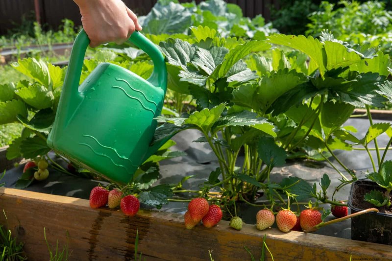 Waterwijs tuinieren:tips voor juli om water te besparen en planten gezond te houden 