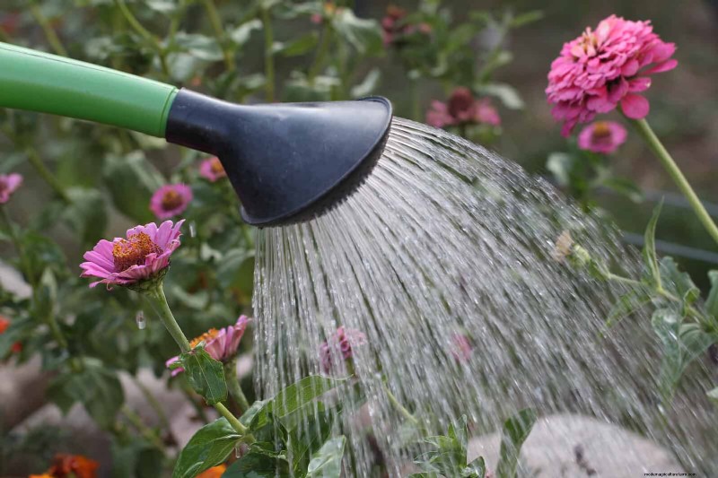 Waterwijs tuinieren:tips voor juli om water te besparen en planten gezond te houden 
