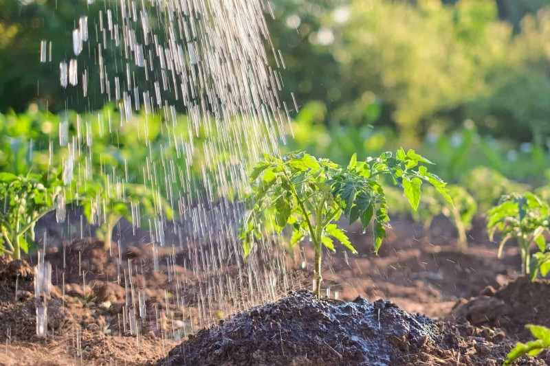 Waterwijs tuinieren:tips voor juli om water te besparen en planten gezond te houden 