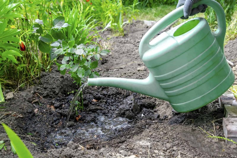 Waterwijs tuinieren:tips voor juli om water te besparen en planten gezond te houden 