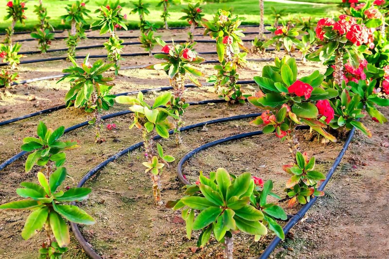 Waterwijs tuinieren:tips voor juli om water te besparen en planten gezond te houden 
