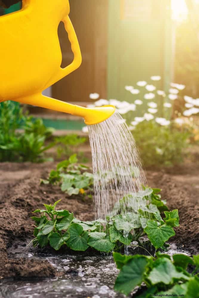 Waterwijs tuinieren:tips voor juli om water te besparen en planten gezond te houden 