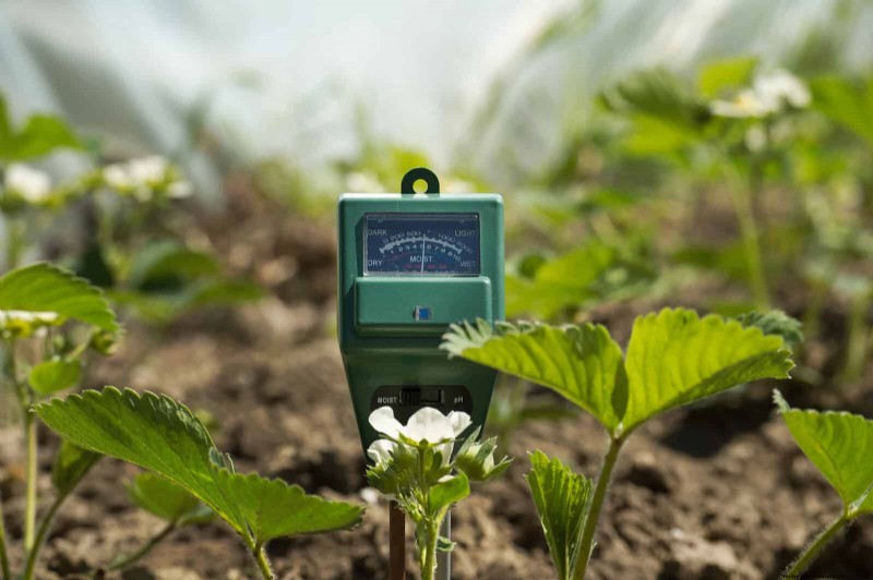 Waterwijs tuinieren:tips voor juli om water te besparen en planten gezond te houden 