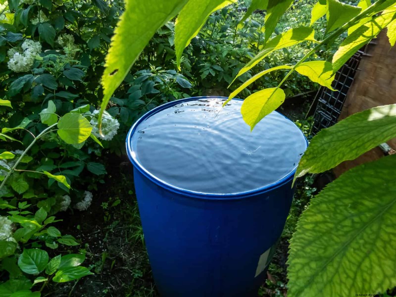 Waterwijs tuinieren:tips voor juli om water te besparen en planten gezond te houden 