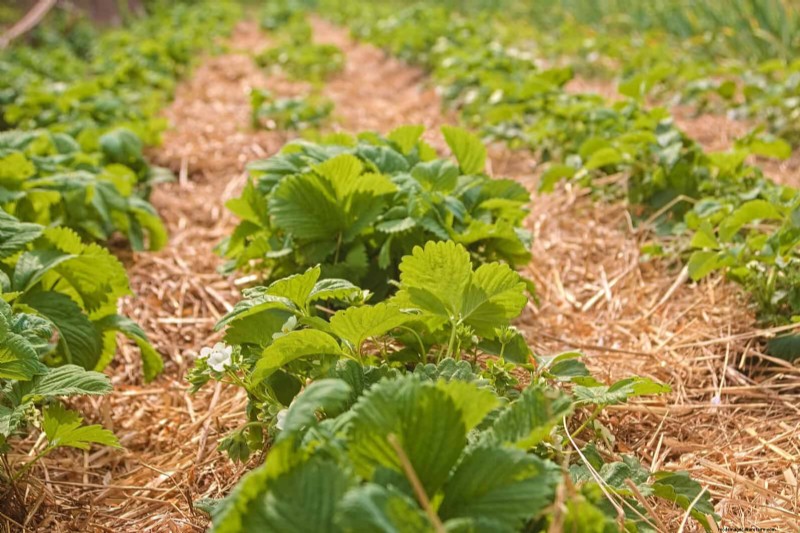 Waterwijs tuinieren:tips voor juli om water te besparen en planten gezond te houden 