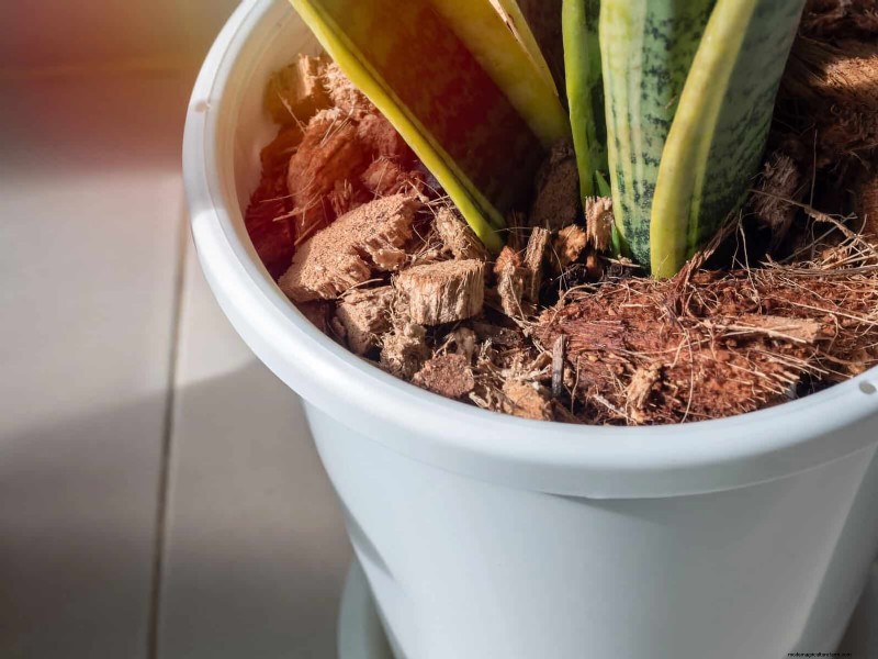 Waterwijs tuinieren:tips voor juli om water te besparen en planten gezond te houden 
