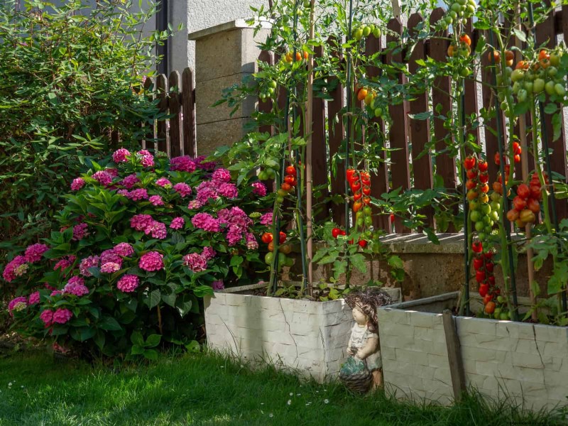 Waterwijs tuinieren:tips voor juli om water te besparen en planten gezond te houden 